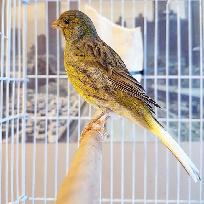 Кенар испанский тимбрадос