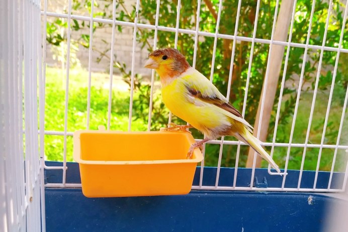 Тимбрадос канарейка