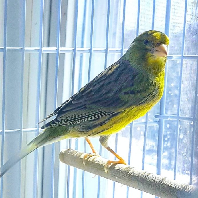 Испанская певчая канарейка тимбрадос испанская