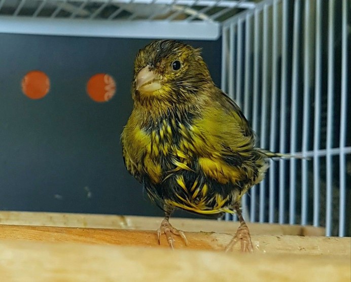 Тимбрадос канарейка