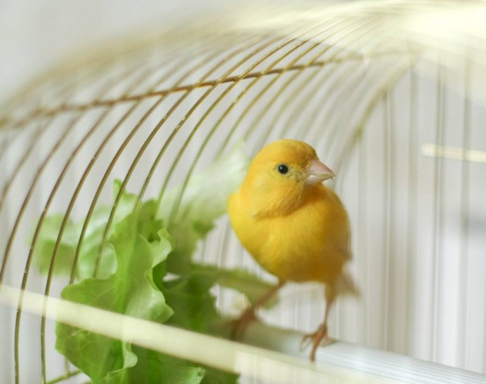 World famous Canary Yellow