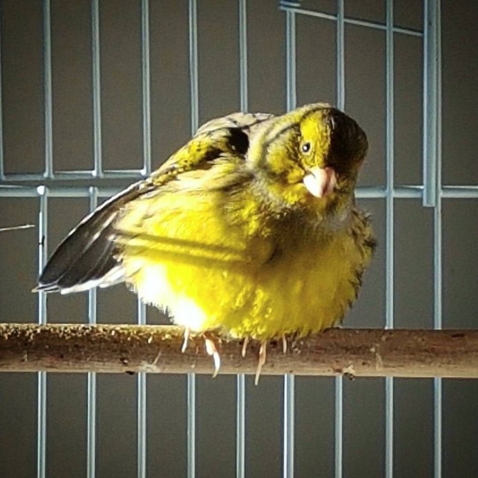 Кенар и канарейка