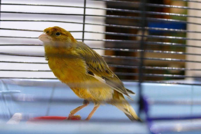 Тимбрадос канарейка