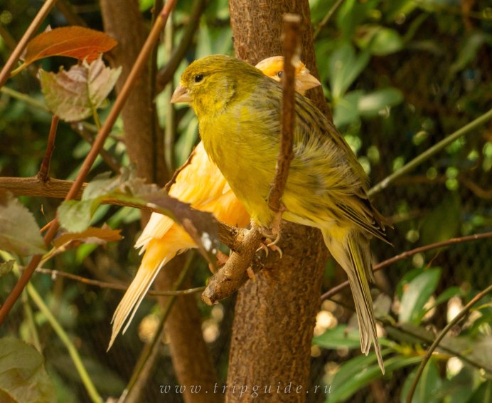 Кенар тимбрадос