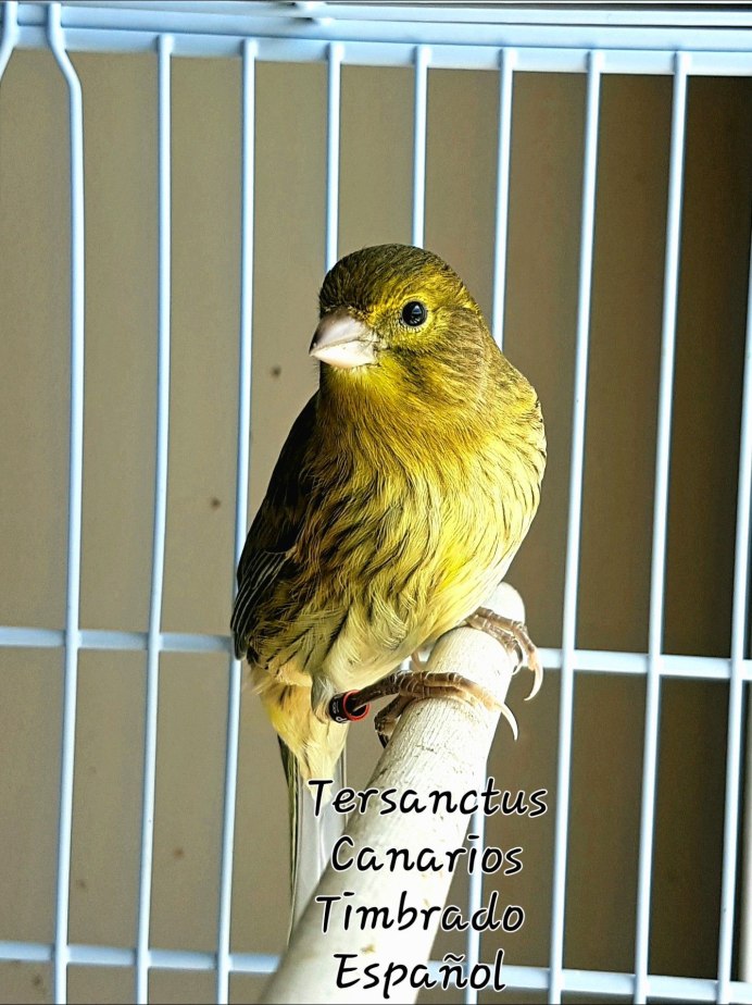 Канарейка цвет бронзовая