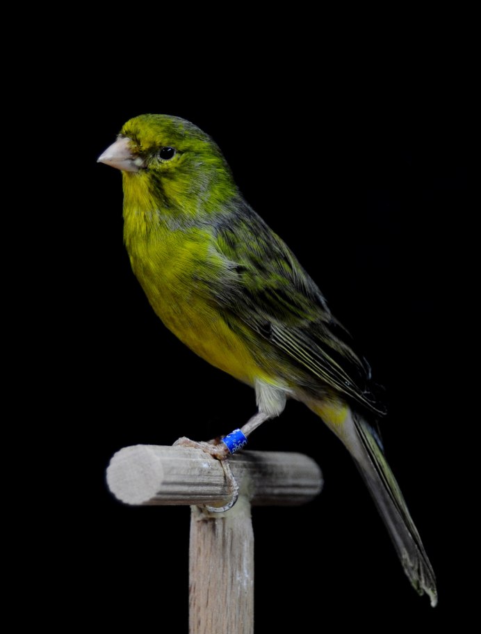 Канарейка обои на рабочий стол