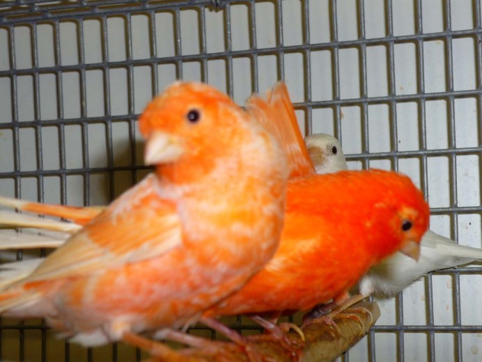 Желтый мозаика канарейка