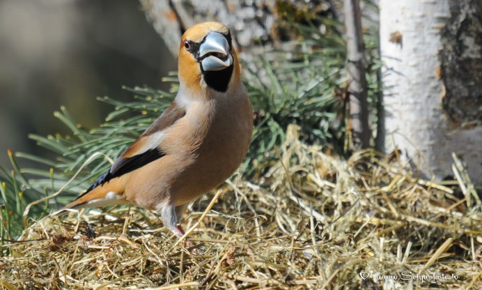 Дубонос coccothraustes coccothraustes