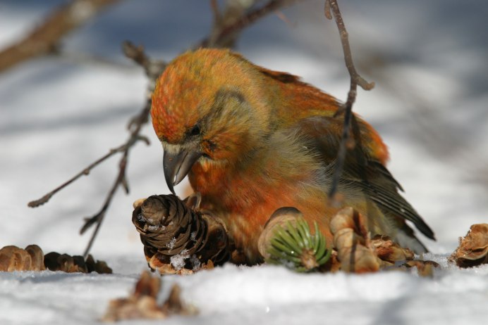 Клёст-еловик гнездо