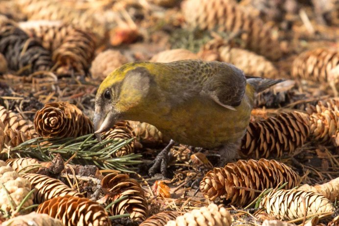 Птенец щегла слеток