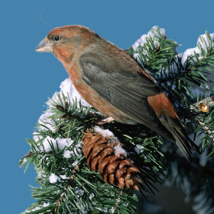 Птенец клеста