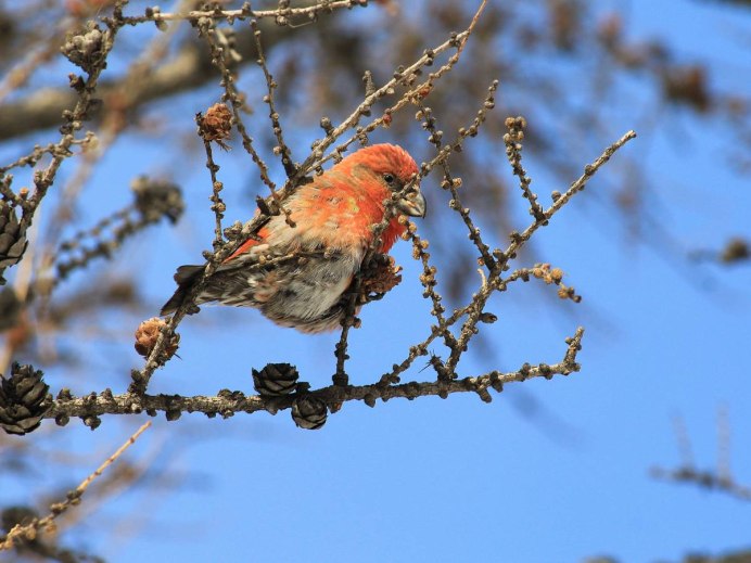 Клест желтый фото