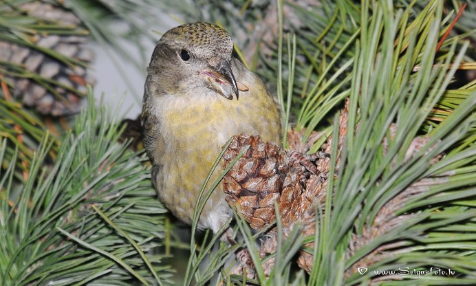 Клёст-еловик самочка