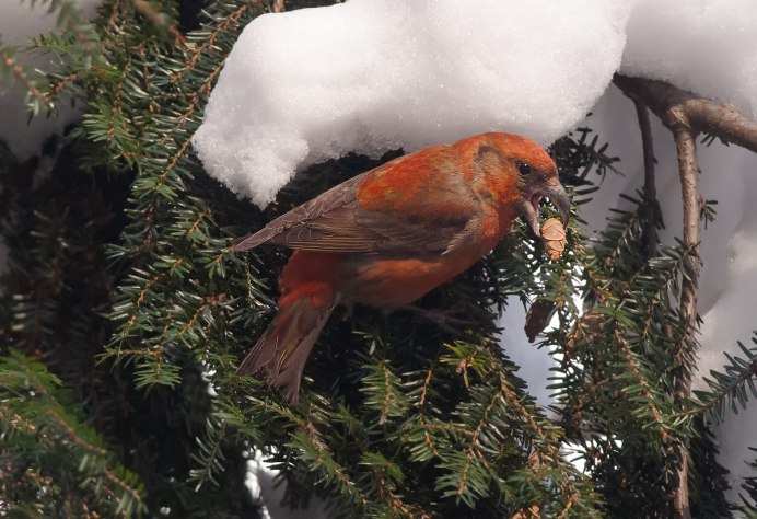 Клест в лесу зимой
