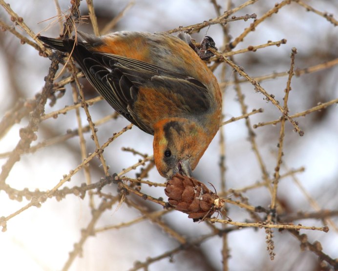 Клёст-еловик гнездо