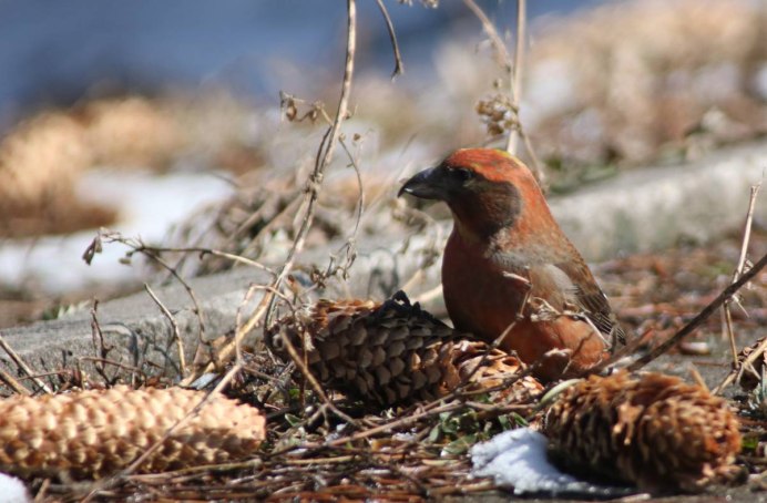 Птица клёст Якутия
