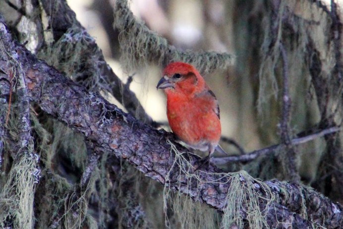 Клёст-еловик гнездо