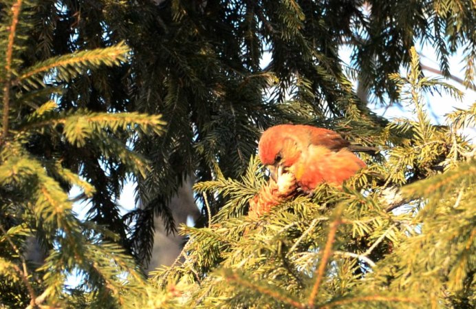 Клёст-еловик гнездо