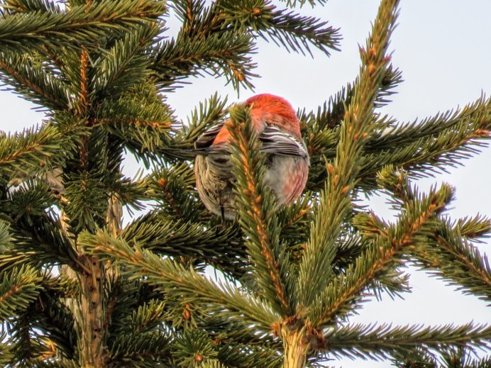 Клёст-еловик гнездо