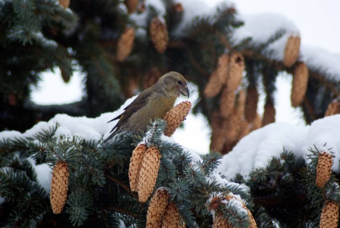 Клест еловик и Сосновик