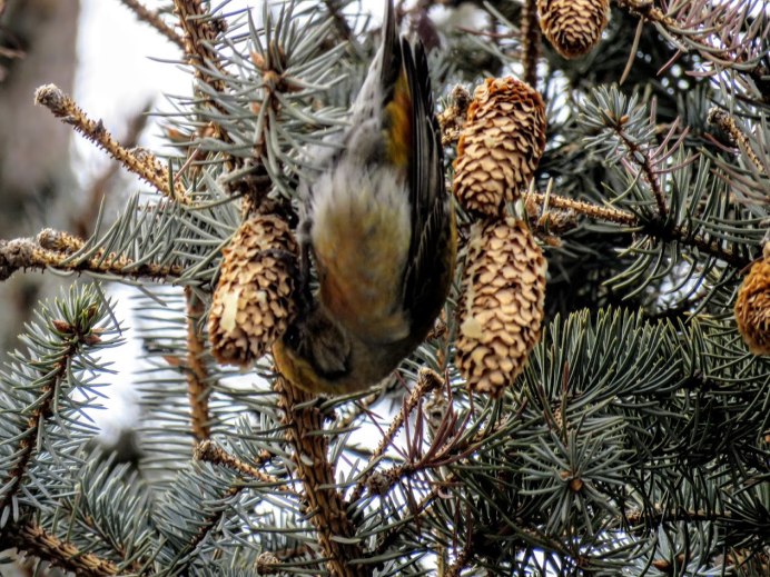 Зимний лес гнездо клеста
