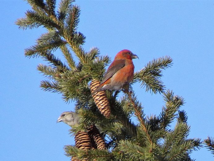 Клест зимой