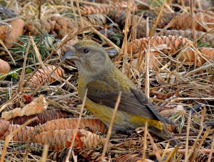 Клёст-еловик молодой
