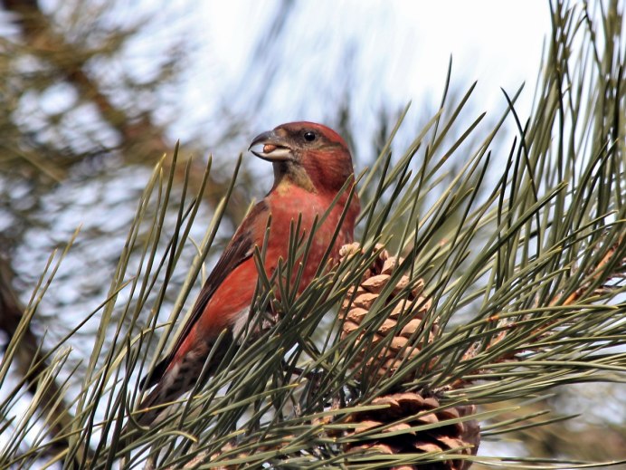 Птицы Сибири Клест