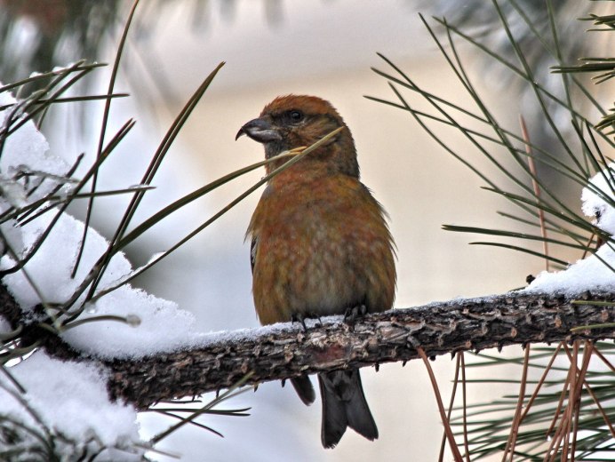 Клест просит колобка