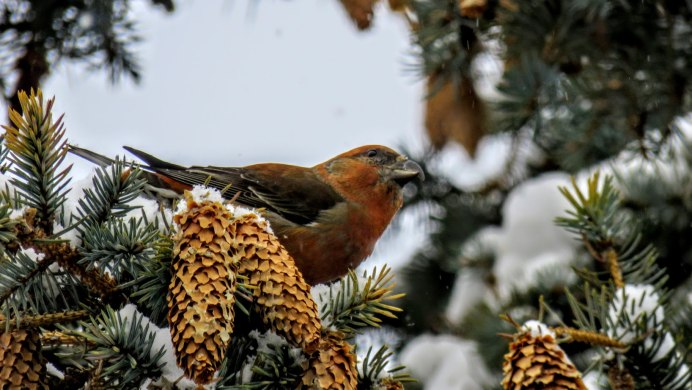 Гнездо клеста зимой