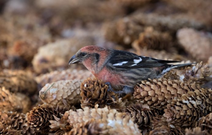 Гнездо клеста зимой