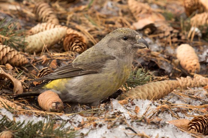 Клёст-еловик гнездо