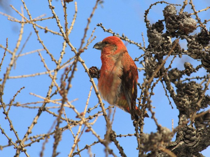 Антон Русаков клесты
