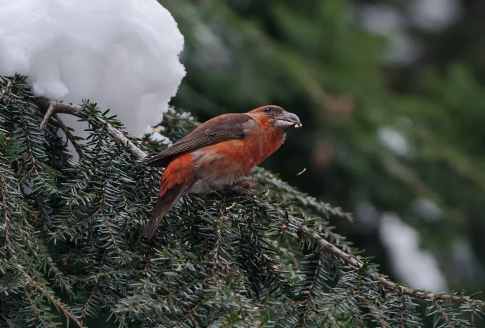 Клест еловик самка