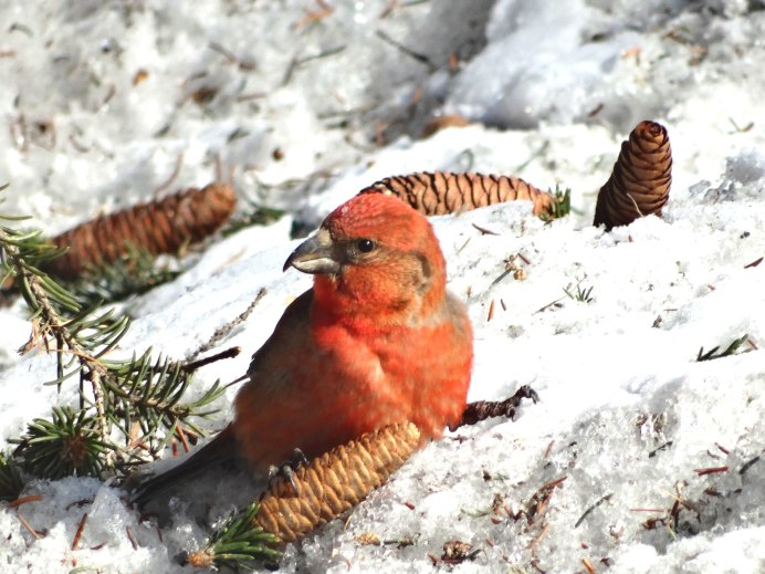Малиновый Клест