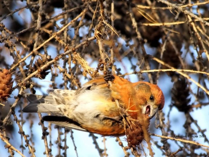 Клест Западной Сибири