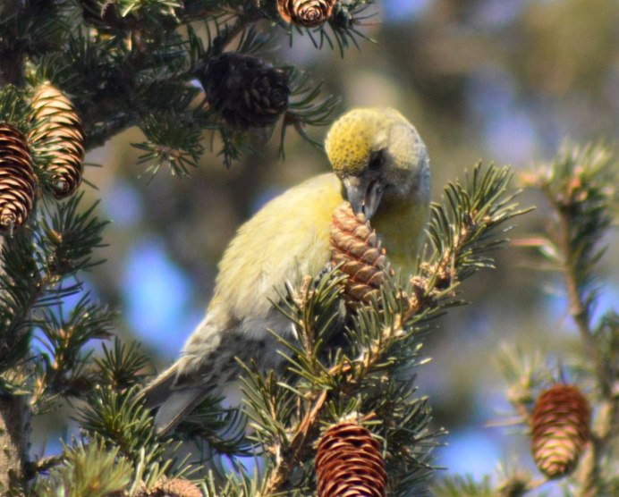 Гнездо клеста с птенцами