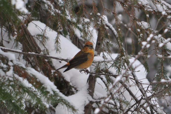 Шишка после клеста