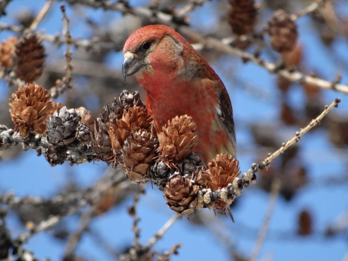 Клёст-еловик питается