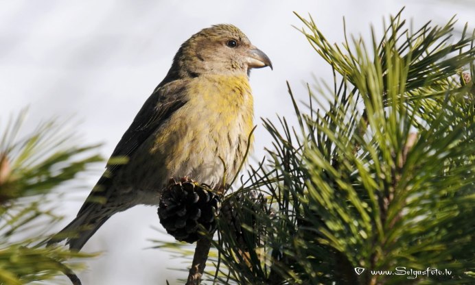 Клест Удмуртии