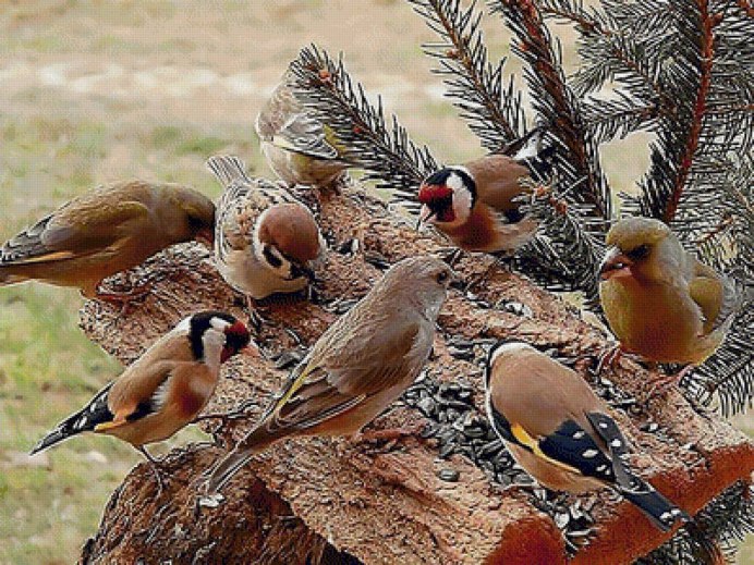 Клест-еловик (Loxia curvirostra)