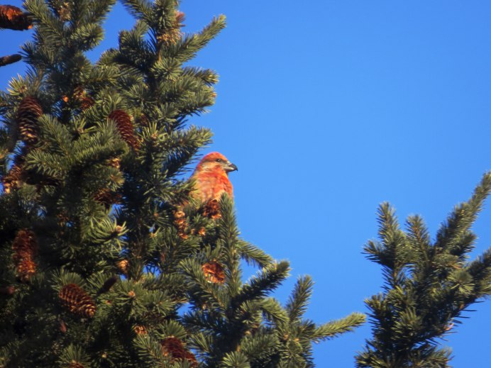 Птица ). Клёст-елови́к