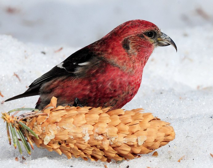 Клест еловик самка