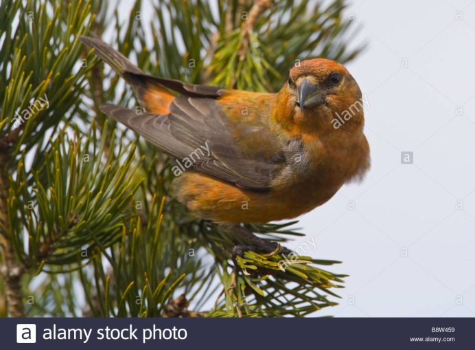 Клёст-еловик населяет еловые леса