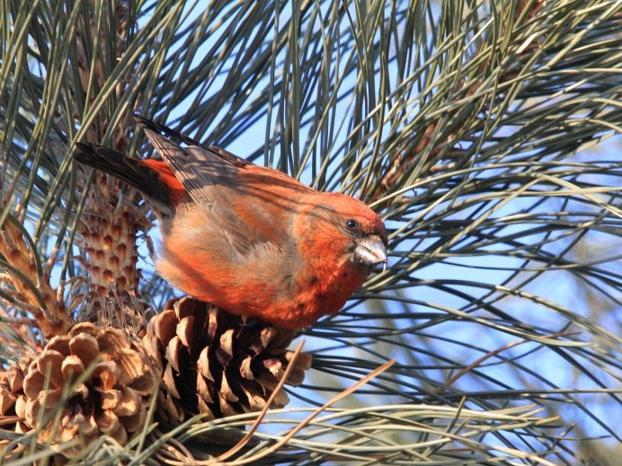 Клёст-еловик с птенцами