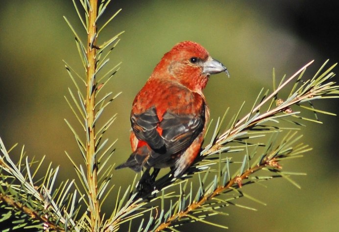 Клёст Алтайский край