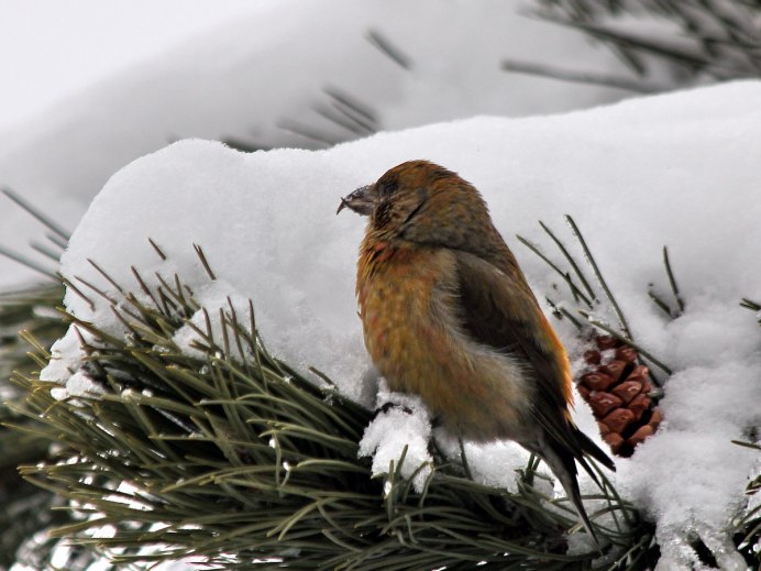Клест гнездо зима