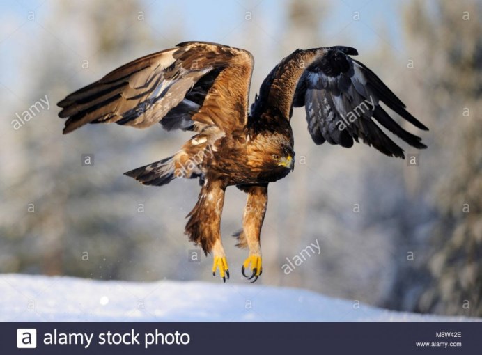 Гарпия птица когти