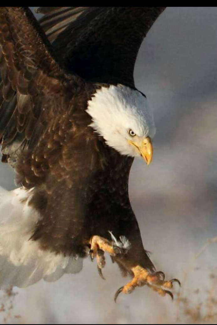 Белоголовый Орел Африкан