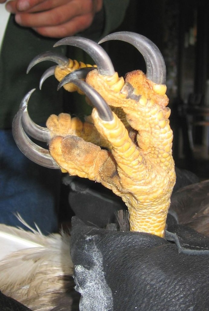 Когти Беркута